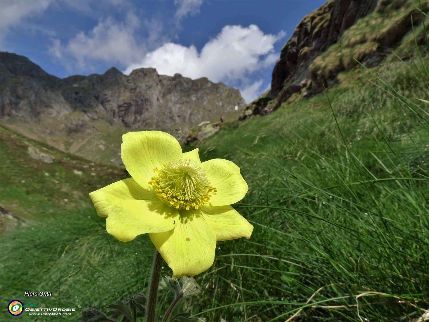 17 Pulsatilla alpina sulphurea (Anemone sulfureo).JPG